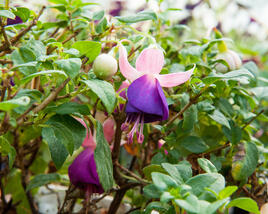 Fuchsie, čílko 'Pink Ballet Girl'