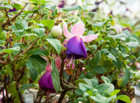Fuchsie, čílko 'Pink Ballet Girl' - Fuchsia hybrida 'Pink Ballet Girl'