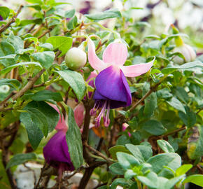 Fuchsie, čílko 'Pink Ballet Girl' - Fuchsia hybrida 'Pink Ballet Girl'
