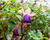 Fuchsie, čílko 'Pink Ballet Girl'