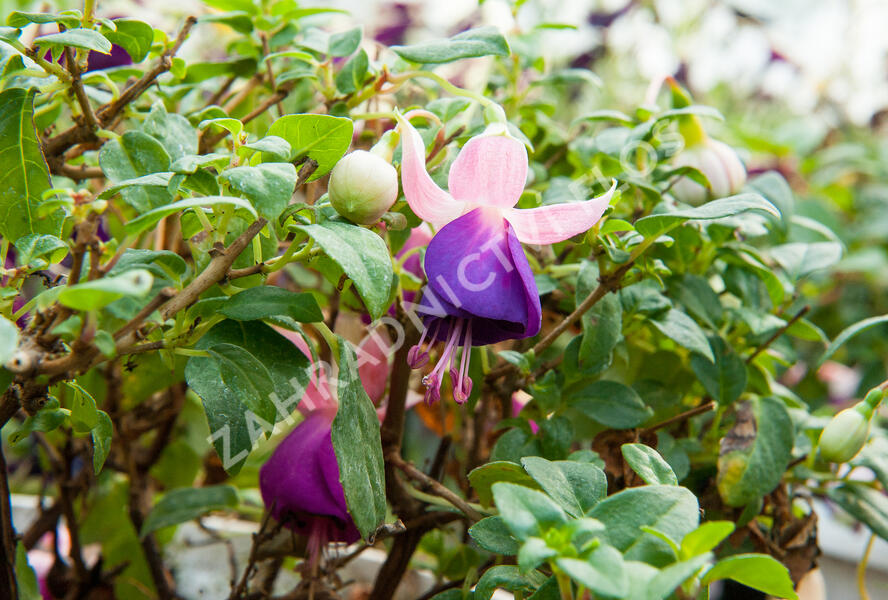 Fuchsie, čílko 'Pink Ballet Girl' - Fuchsia hybrida 'Pink Ballet Girl'