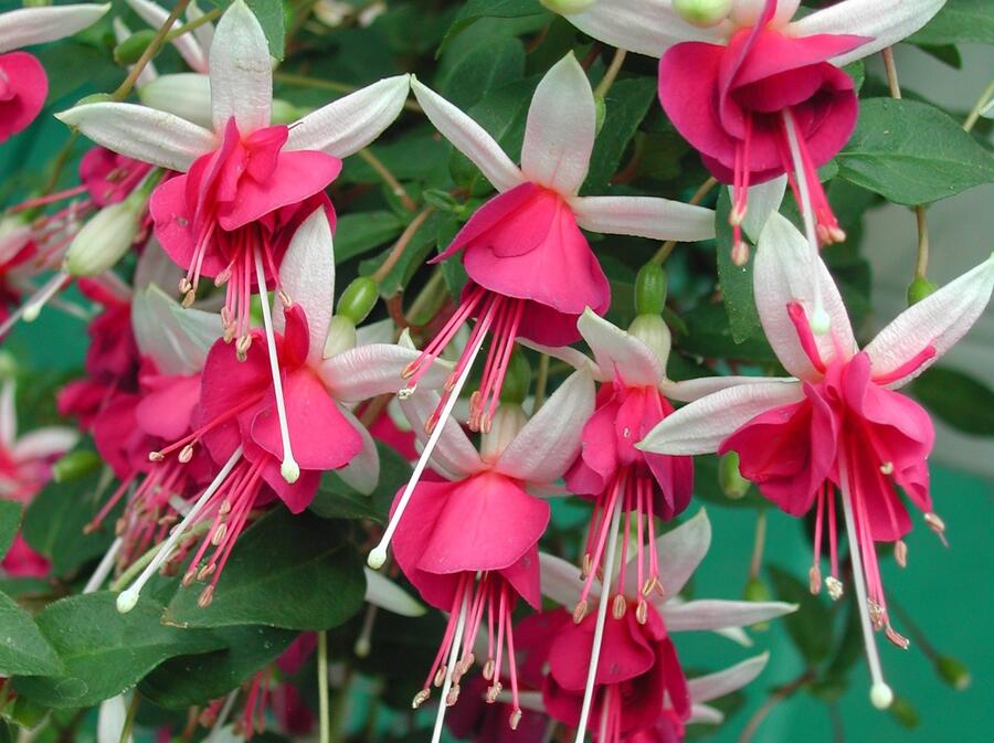 Fuchsie, čílko 'La Campanella' - Fuchsia hybrida 'La Campanella'