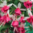 Fuchsie, čílko 'La Campanella' - Fuchsia hybrida 'La Campanella'