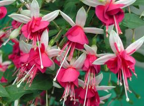 Fuchsie, čílko 'La Campanella' - Fuchsia hybrida 'La Campanella'