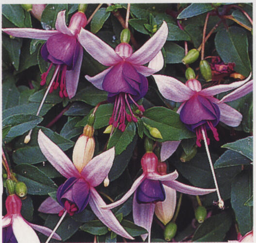 Fuchsie, čílko 'La Campanella' - Fuchsia hybrida 'La Campanella'