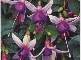 Fuchsie, čílko 'La Campanella' - Fuchsia hybrida 'La Campanella'