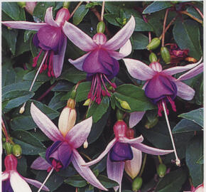 Fuchsie, čílko 'La Campanella' - Fuchsia hybrida 'La Campanella'