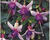 Fuchsie, čílko 'La Campanella'