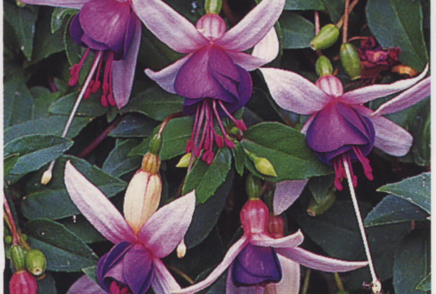 Fuchsie, čílko 'La Campanella' - Fuchsia hybrida 'La Campanella'