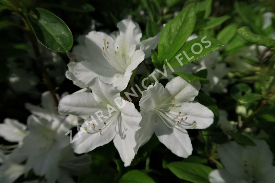 Azalka japonská 'White Lady' - Azalea japonica 'White Lady'
