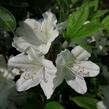 Azalka japonská 'White Lady' - Azalea japonica 'White Lady'