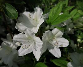 Azalka japonská 'White Lady'