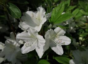 Azalka japonská 'White Lady' - Azalea japonica 'White Lady'