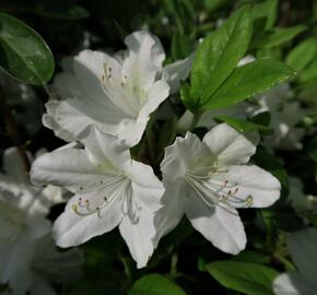 Azalka japonská 'White Lady' - Azalea japonica 'White Lady'