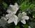 Azalka japonská 'White Lady'