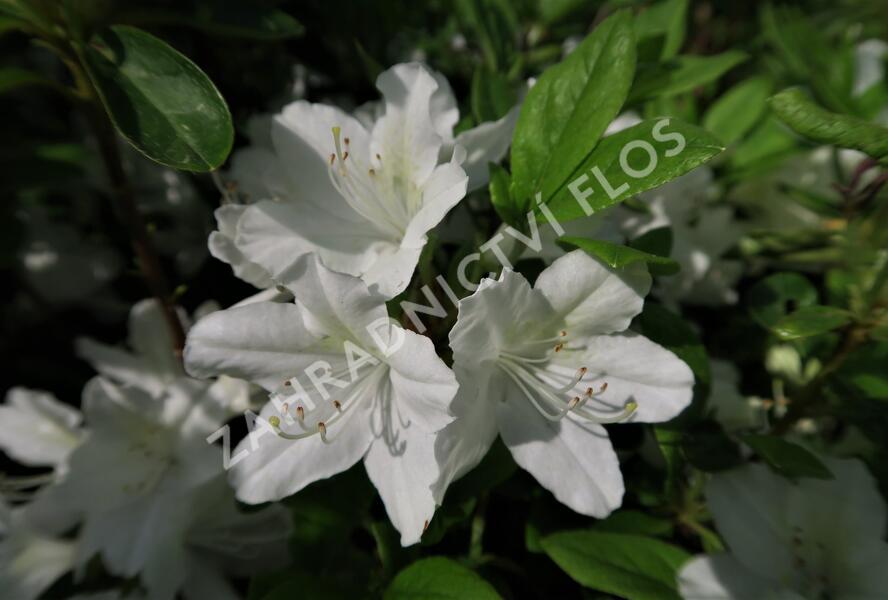 Azalka japonská 'White Lady' - Azalea japonica 'White Lady'