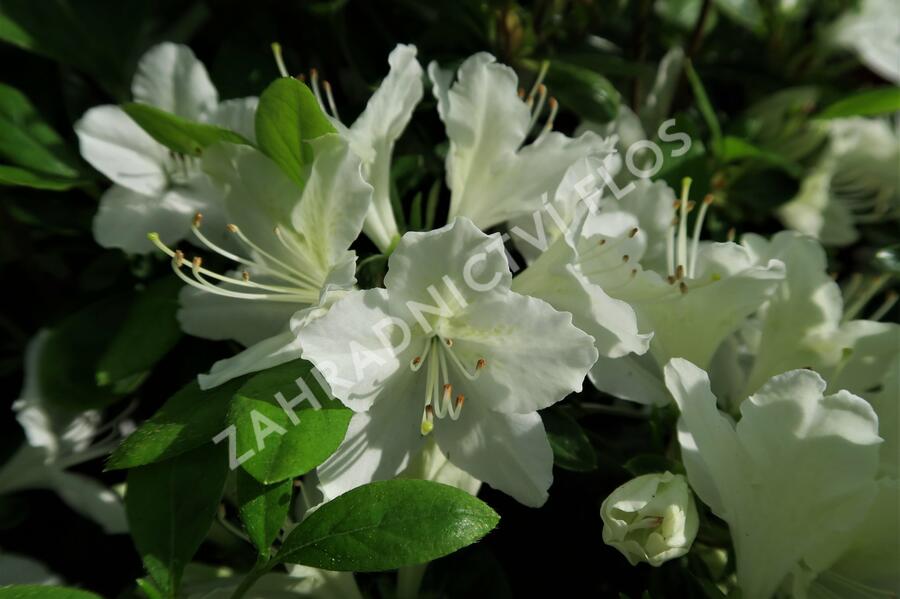 Azalka japonská 'White Lady' - Azalea japonica 'White Lady'