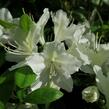 Azalka japonská 'White Lady' - Azalea japonica 'White Lady'