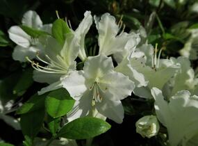Azalka japonská 'White Lady' - Azalea japonica 'White Lady'