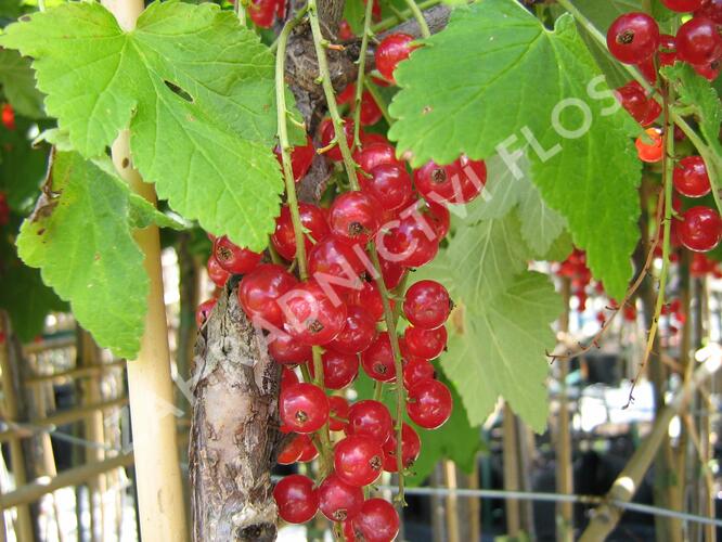 Rybíz červený 'Detvan' - Ribes rubrum 'Detvan'