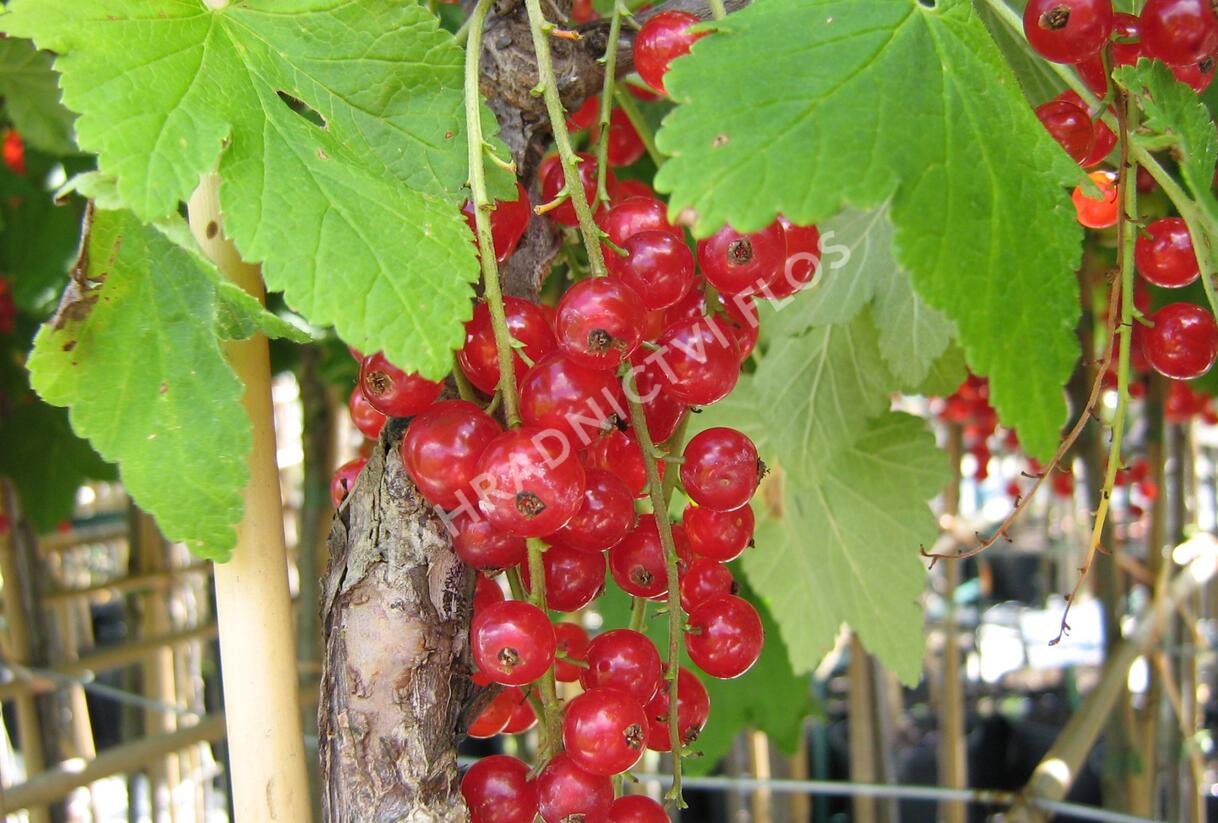 Rybíz červený 'Detvan' - Ribes rubrum 'Detvan'