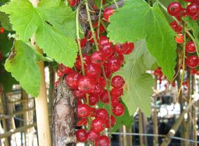 Rybíz červený 'Detvan' - Ribes rubrum 'Detvan'