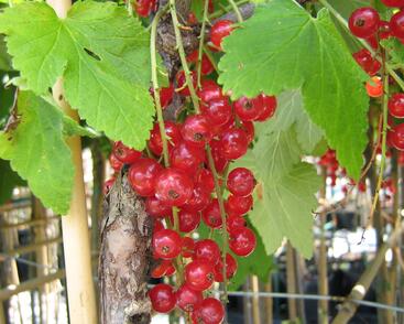 Rybíz červený 'Detvan'