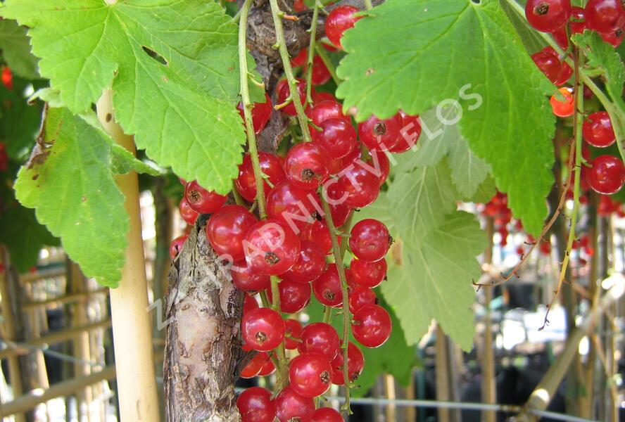 Rybíz červený 'Detvan' - Ribes rubrum 'Detvan'