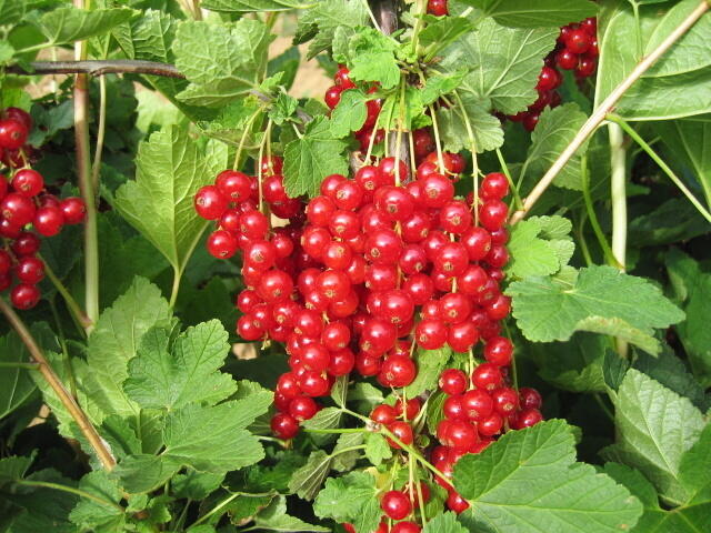 Rybíz červený 'Detvan' - Ribes rubrum 'Detvan'