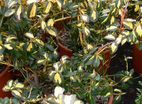 Brslen Fortuneův 'Blondy' - Euonymus fortunei 'Blondy'