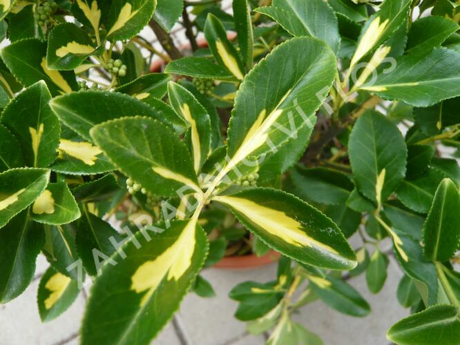 Brslen Fortuneův 'Blondy' - Euonymus fortunei 'Blondy'