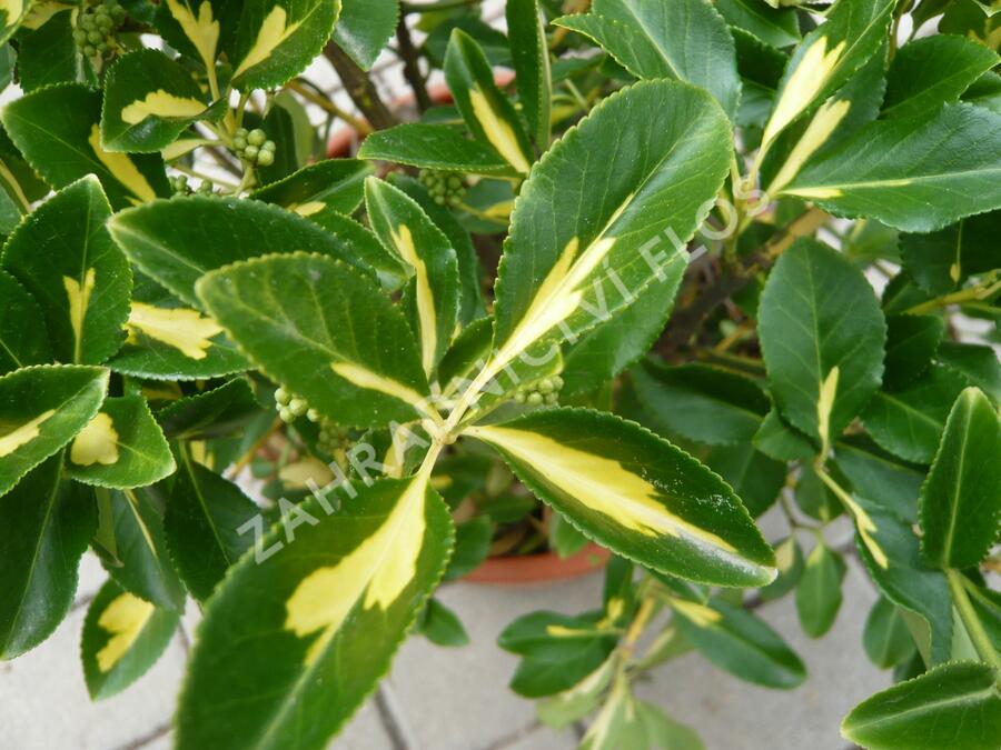 Brslen Fortuneův 'Blondy' - Euonymus fortunei 'Blondy'