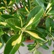 Brslen Fortuneův 'Blondy' - Euonymus fortunei 'Blondy'
