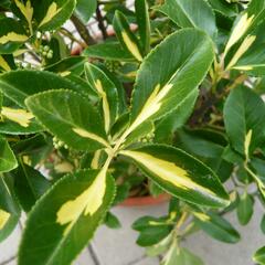 Brslen Fortuneův 'Blondy' - Euonymus fortunei 'Blondy'