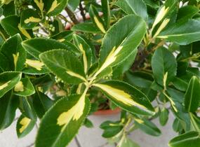 Brslen Fortuneův 'Blondy' - Euonymus fortunei 'Blondy'