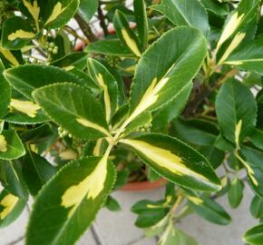 Brslen Fortuneův 'Blondy' - Euonymus fortunei 'Blondy'