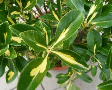 Brslen Fortuneův 'Blondy'