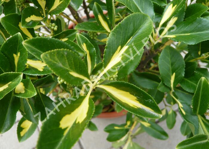 Brslen Fortuneův 'Blondy - Euonymus fortunei 'Blondy'