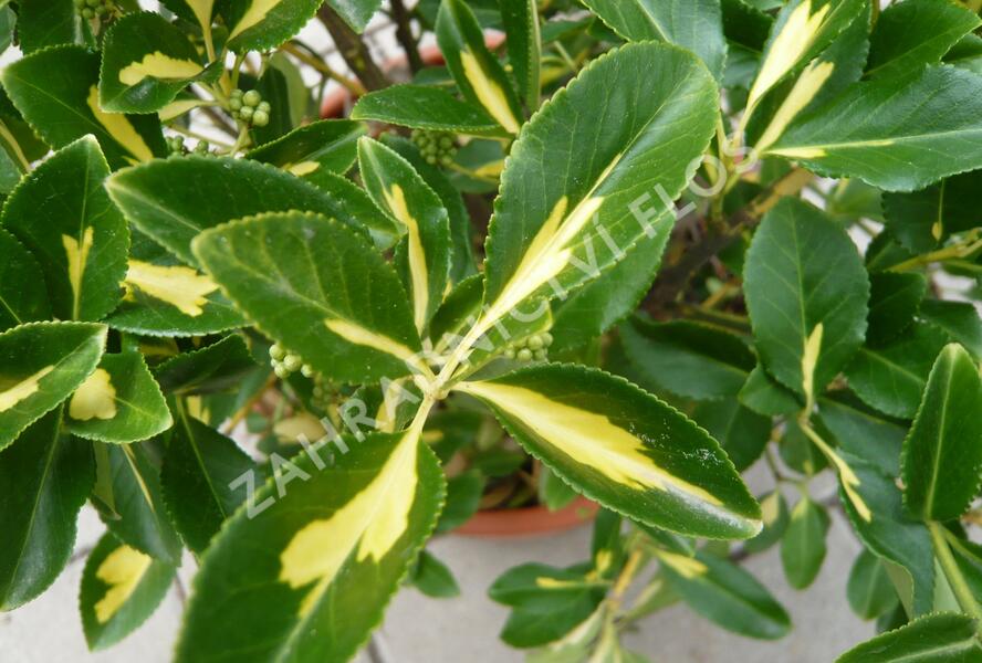 Brslen Fortuneův 'Blondy' - Euonymus fortunei 'Blondy'