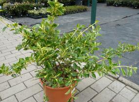 Brslen Fortuneův 'Blondy' - Euonymus fortunei 'Blondy'