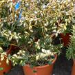 Brslen Fortuneův 'Blondy' - Euonymus fortunei 'Blondy'