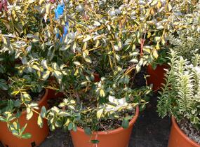 Brslen Fortuneův 'Blondy' - Euonymus fortunei 'Blondy'