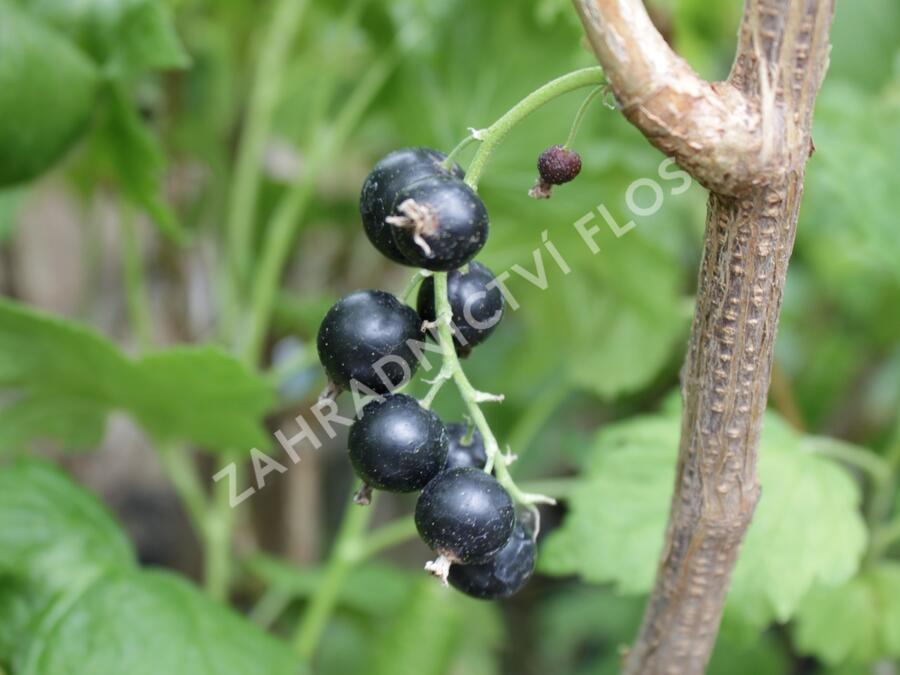 Rybíz černý 'Viola' - Ribes nigrum 'Viola'