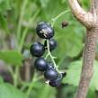 Rybíz černý 'Viola' - Ribes nigrum 'Viola'