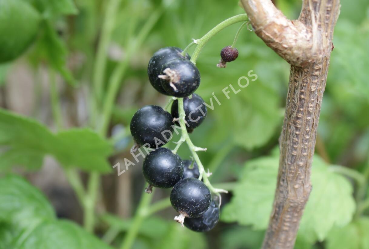 Rybíz černý 'Viola' - Ribes nigrum 'Viola'