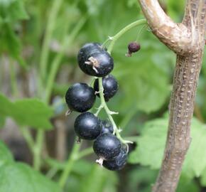 Rybíz černý 'Viola' - Ribes nigrum 'Viola'