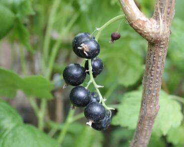 Rybíz černý 'Viola'