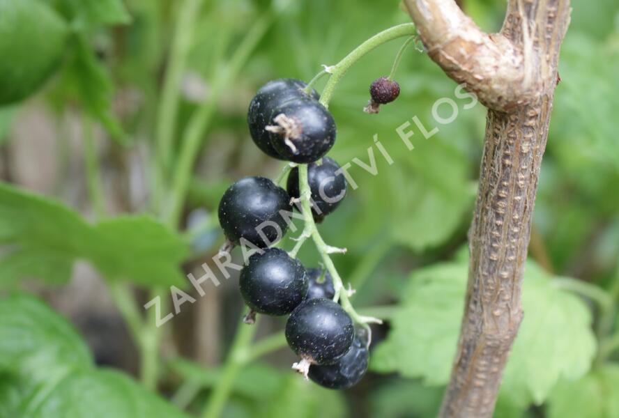 Rybíz černý 'Viola' - Ribes nigrum 'Viola'