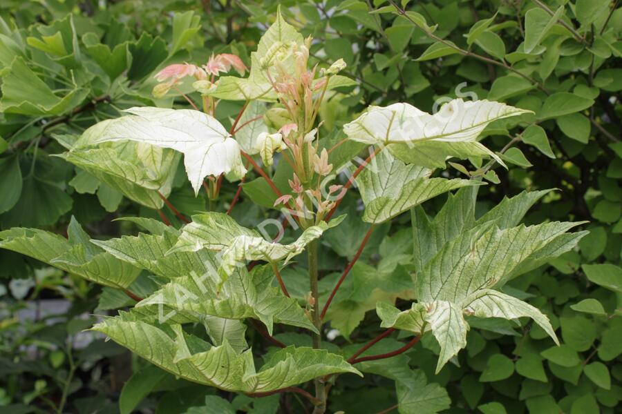 Javor klen 'Brilliantissimum' - Acer pseudoplatanus 'Brilliantissimum'