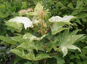 Javor klen 'Brilliantissimum' - Acer pseudoplatanus 'Brilliantissimum'